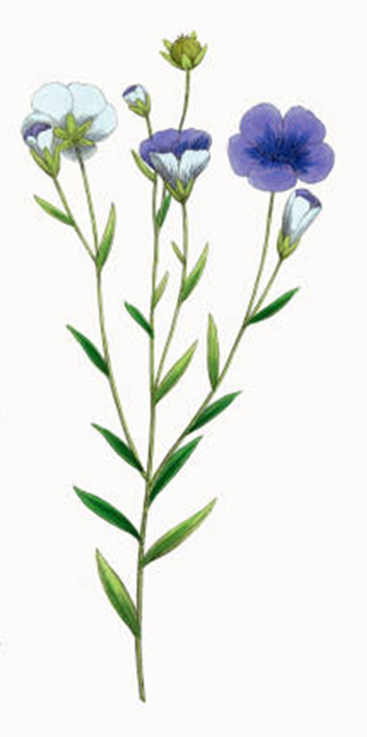 Botanisk illustrasjon fra 1863. Kilde: istockphoto.com